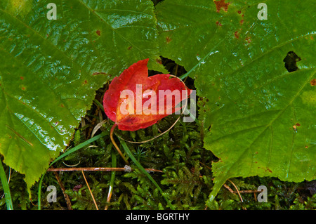 Vine Maple Leaves und gefallenen Roten Ahorn (Acer rubrum), Blatt im Regen, Killarney, Ontario, Stockfoto