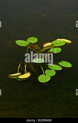 Wohlriechende Seerose (Nymphaea odorata) Pads im Herbst, Killarney, Ontario, Kanada Stockfoto