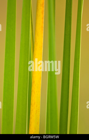 (Cattail Typha latifolia) Blätter mit Verschwinden grüne Pigment, Naughton, Ontario, Kanada Stockfoto