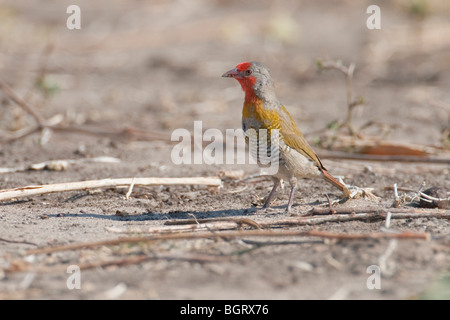 Porträt von einem grün-winged Pytilia im südlichen Afrika. Das Foto wurde in Botswanas Chobe National Park. Stockfoto