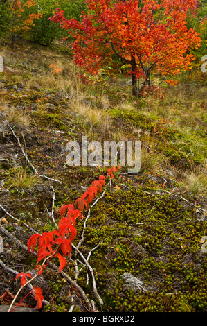 Wildem Wein (Parthenocissus Quinquefolia) und Felsen, Sudbury, Ontario, Kanada Stockfoto