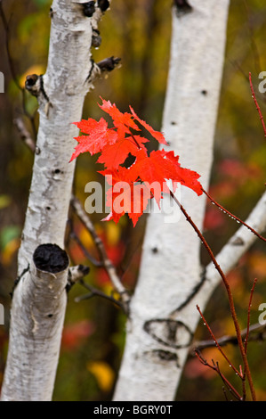 Red Maple (Acer rubrum), (Acer rubra) - Blätter und weiße Birke Trunks, Greater Sudbury, Ontario, Kanada Stockfoto