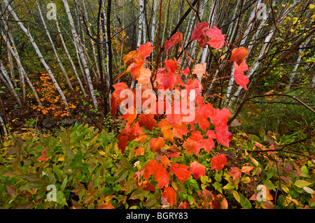 Red Maple (Acer rubrum), (Acer rubra) - Bäumchen an der Kante der Birke woodlot, Greater Sudbury, Ontario, Kanada Stockfoto