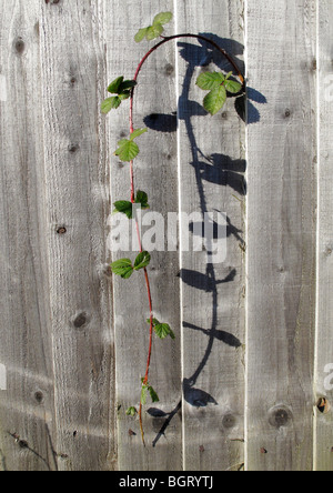 Anlage durch Holzzaun in Radley, Oxfordshire platzen Stockfoto