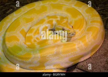 Albino burmesischen Python an Silver Springs Florida Stockfoto