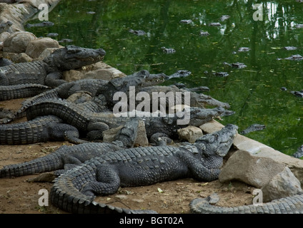 Junge wachsamen Krokodile zum Entspannen in der Sonne draußen ihre Wasserbecken nach dem stillen an Reptilien Zucht behalten in Tamil Nadu, Indien. Stockfoto