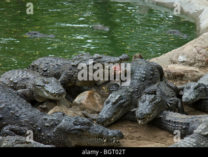 Bei der Fütterung kommen große Herde von junge Krokodile aus ihrer Wasser-Pool, tolle Wurf von Fleisch von Aufsichtsbehörden zu fangen. Stockfoto