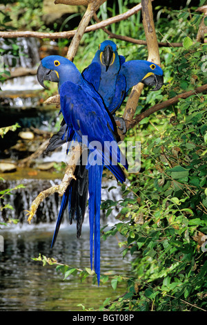 Hyazinth Aras an der Nashville TN-zoo Stockfoto