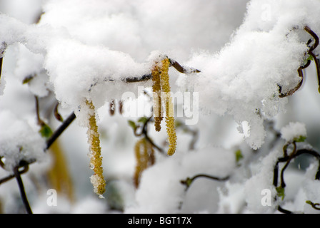 Kätzchen auf der Korkenzieher-Hasel nach Schnee Stockfoto