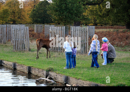 Eine große männliche Hirsch Rothirsch geht vorbei an einer Gruppe von Kindern, Bushy Park, Richmond, Großbritannien. Stockfoto