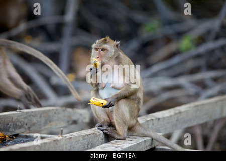 Rhesus-Makaken-Affen Leben in der Wildnis auf der Insel Phuket, Thailand Stockfoto