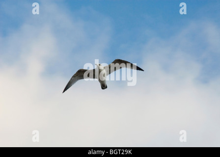 Möwe im Flug gegen blauen Himmel mit flauschigen Wolken Stockfoto