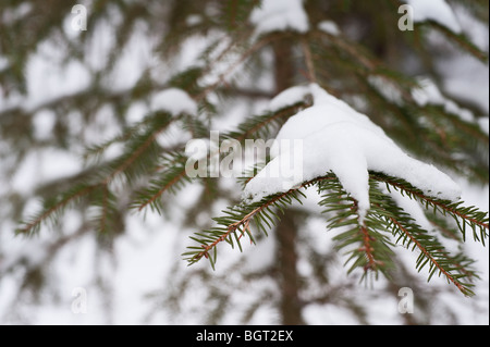 Ost- oder kanadische Hemlocktanne (Tsuga Canadensis) Zweig im Schnee Stockfoto