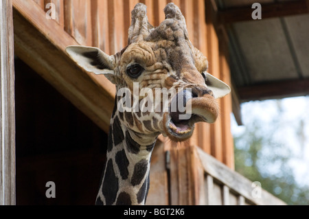 Giraffe in Scheune in Silver Springs Florida sammeln seine Nase mit der Zunge Stockfoto