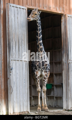 Giraffe aus seiner Scheune an Silver Springs Florida Stockfoto