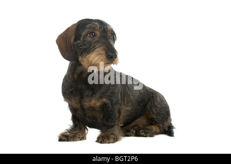 Nahaufnahme der süße Rauhaar Dackel Hund isoliert auf weißem Hintergrund. Stockfoto