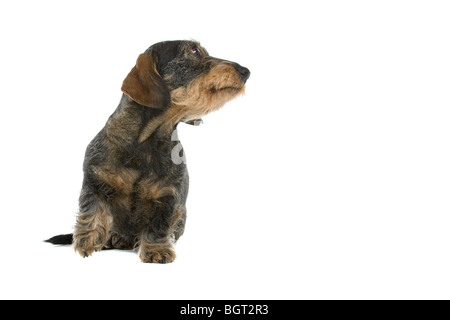 Nahaufnahme der süße Rauhaar Dackel Hund isoliert auf weißem Hintergrund. Stockfoto