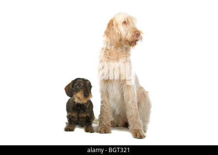 Rauhaar Dackel und ein Spinone Italino Hund zusammen liegen. Weißem Hintergrund Stockfoto