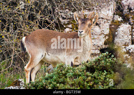 Spanische Bergziege im Naturpark El Torcal Park in der Nähe von Antequera, Provinz Malaga, Spanien. Stockfoto