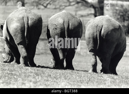 Drei Nashörner grasen, gesehen von hinten. Stockfoto