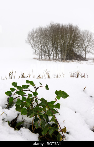 Winter-Ivy Stockfoto