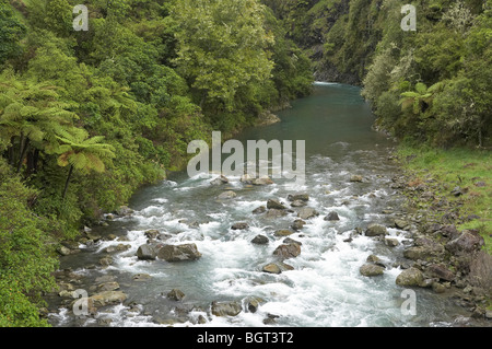 Stromschnellen und Baumfarne, Waioeka Fluss, Waioeka Gorge, Bay of Plenty, Nordinsel, Neuseeland Stockfoto