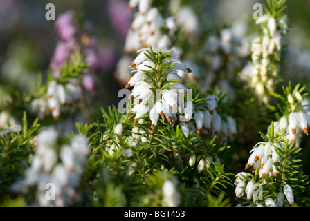 White Heather in Blüte, beleuchtet von der Sonne nach Morgentau im Frühjahr Stockfoto