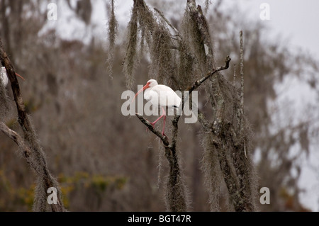 weißer Ibis steht auf Ast an Silver Springs Florida Stockfoto