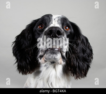 Bobby der English Springer spaniel Stockfoto