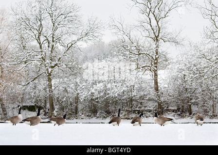 Kanadagans (Branta Canadensis) im Winter rötlich Vale Country Park, Cheshire, UK Stockfoto