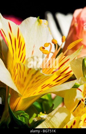 Nahaufnahme von Alstroemeria mit seinen leuchtend gelben Pedale und charakteristische Markierungen auf die Blütenhüllblätter Stockfoto