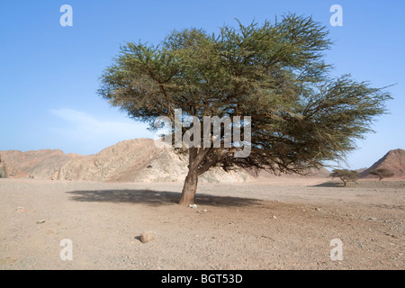 Großen Akazie in der Wüste. Ägypten, Afrika Stockfoto