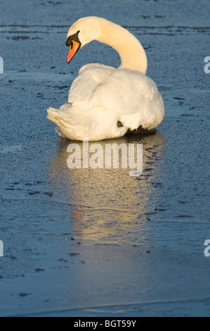 Erwachsenen Höckerschwan Federn putzen und Energiesparen, sitzend auf einem zugefrorenen See. Stockfoto