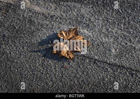 gefallenen Ahorn Blatt Herbst auf Boden Stockfoto