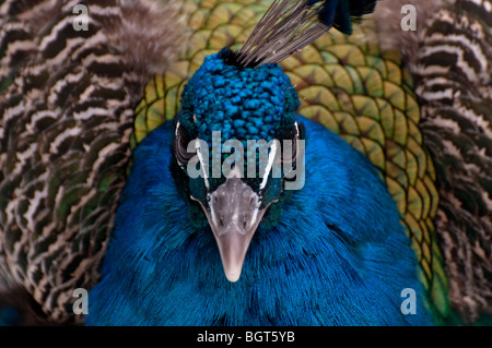 Peacock Closeup Stockfoto