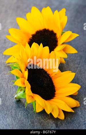 Nahaufnahme von zwei gelben und schwarzen Sonnenblumenköpfe Stockfoto