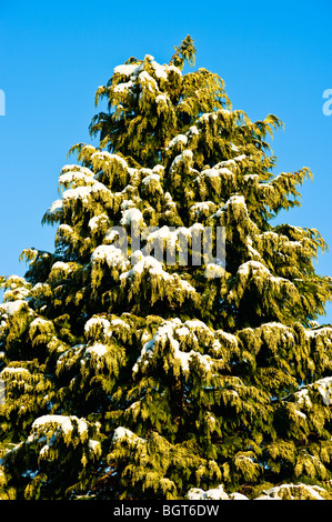 Nadelbaum Baum bestäubt mit Schnee in Januarygreen, immergrün Stockfoto