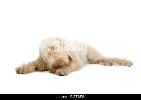 Nahaufnahme von niedlichen Hund der Spinone Italiano, isoliert auf weißem Hintergrund Stockfoto