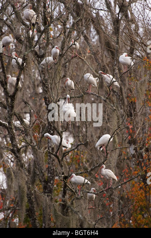 Ibis-Vögel Schlafplatz in Bäumen, am späten Nachmittag Silver Springs Florida Eudocimus Albus weiß Stockfoto