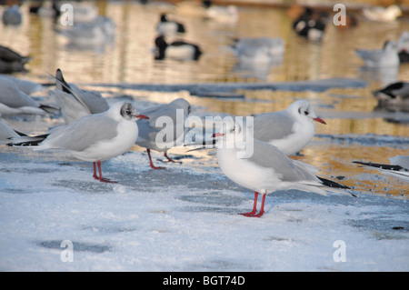 Ein halb gefrorene Stadt Teich mit schwarzen leitete Möwen auf Eis mit einer Vielzahl von Enten schwimmen im Hintergrund stehen. Stockfoto