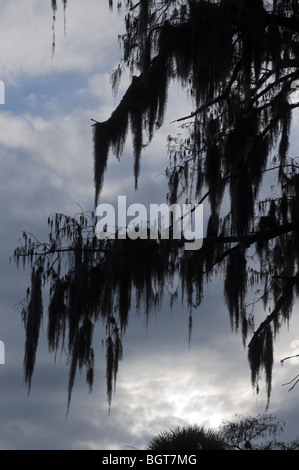 kahle Zypresse Bäume mit spanischem Moos von Zweigen hängen am späten Nachmittag an Silver Springs Florida Stockfoto