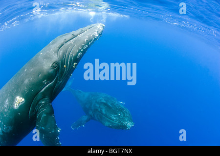 Buckelwale Unterwasser in Maui Hawaii bis zum whale watching Boot schwimmen Stockfoto