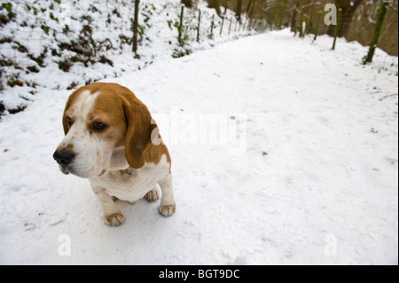 Beagle-Jagdhund-Hund saß auf tief verschneiten Fußweg auf Allt Yr Yn Nature Reserve Newport South Wales UK Stockfoto