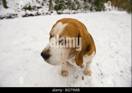 Beagle-Jagdhund-Hund saß auf tief verschneiten Fußweg auf Allt Yr Yn Nature Reserve Newport South Wales UK Stockfoto