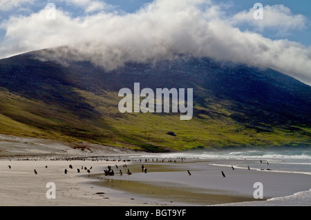 Magellan und Gentoo Pinguine am Strand von Saunders Island, Falklandinseln (Islas Malvinas) Stockfoto