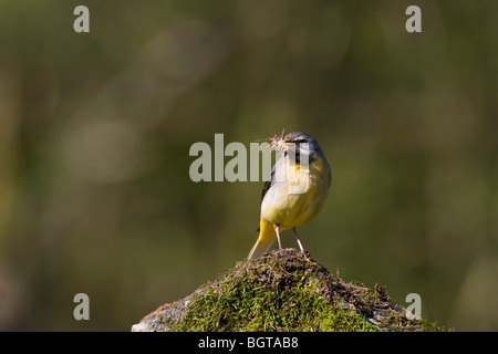 Graue Wagatail mit Insekt im Mund zum Nest zurück Stockfoto