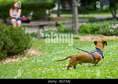 Eine Miniatur Dackel in den Rasen mit einer langen Leine führt zu einer Frau in der Ferne, auf einer Bank sitzen. Stockfoto