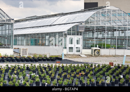 Eine Fläche von kleinen Sträuchern in Töpfen mit Gewächshäusern hinter. Stockfoto