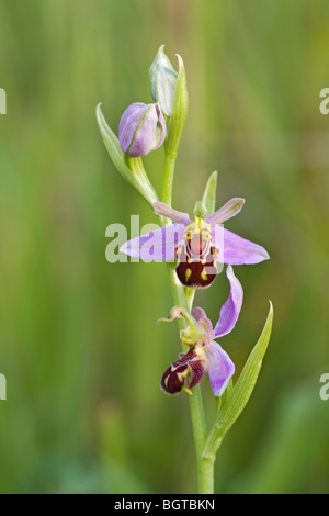 Biene Orchidee Blume Stockfoto