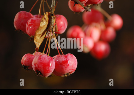 Eine Reihe von reifen roten Holzäpfel Nahaufnahme Stockfoto